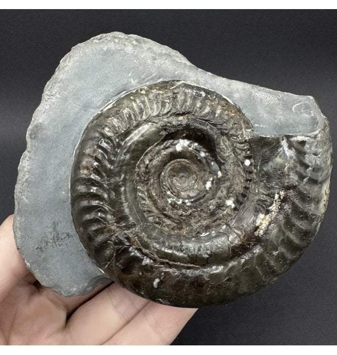 British Lower Jurassic, Upper Lias Ammonite from Whitby, North Yorkshire, England (SKU A5096):- Hildoceras bifrons