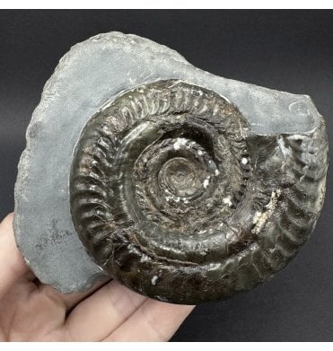 British Lower Jurassic, Upper Lias Ammonite from Whitby, North Yorkshire, England (SKU A5096):- Hildoceras bifrons