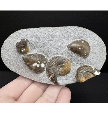 British Lower Jurassic, Upper Lias Ammonite from Whitby, North Yorkshire (SKU A3774):- Eleganticeras elegantulum