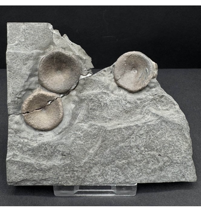 British Lower Jurassic, Upper Lias, Ichthyosaur Vertebrae from Whitby, North Yorkshire, England (SKU V8420) AW57