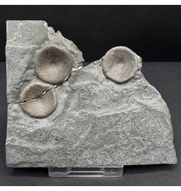 British Lower Jurassic, Upper Lias, Ichthyosaur Vertebrae from Whitby, North Yorkshire, England (SKU V8420) AW57