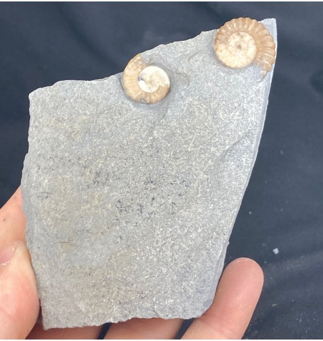 British Lower Lias, Lower Jurassic Ammonite Cluster from Charmouth, Dorset, England (SKU A1355):- Promicroceras planicosta