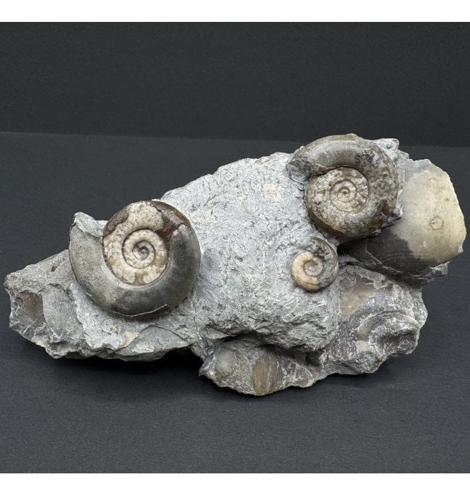 British Lower Lias, Lower Jurassic Ammonite Cluster from Redcar, Whitby, North Yorkshire, England (SKU A4018):- Psiloceras cf. erugatum