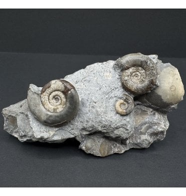 British Lower Lias, Lower Jurassic Ammonite Cluster from Redcar, Whitby, North Yorkshire, England (SKU A4018):- Psiloceras cf. erugatum