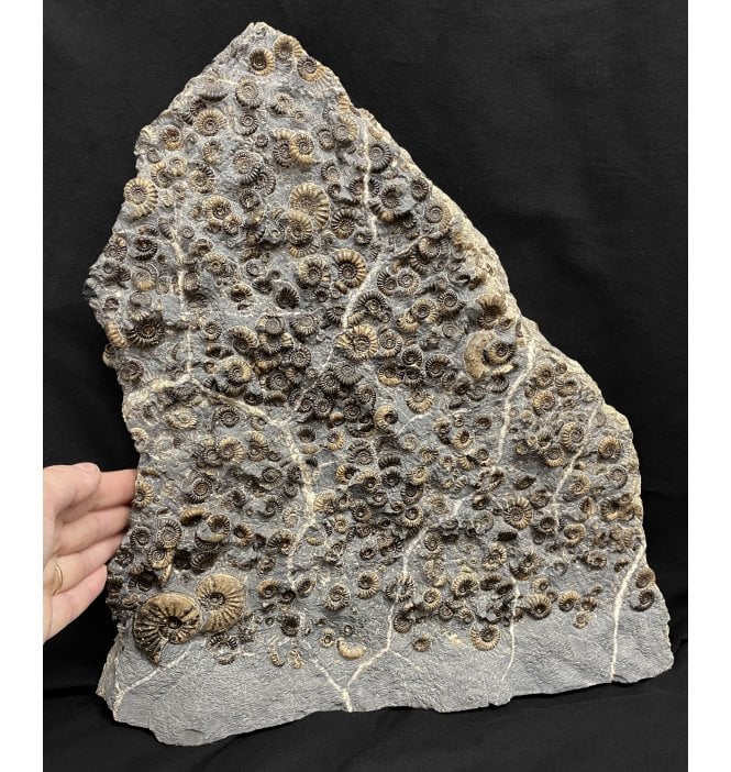 British Lower Lias, Lower Jurassic Ammonite Cluster “Marston Marble" from Marston Magna, Somerset, England (SKU A1975):- Promicroceras marstonese and 2 Asteroceras smithi