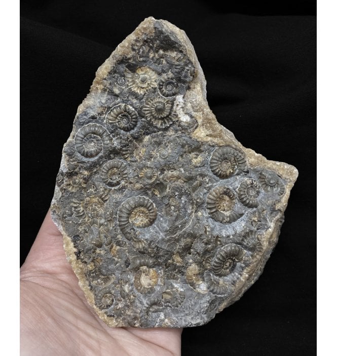 British Lower Lias, Lower Jurassic Ammonite Cluster “Marston Marble" from Marston Magna, Somerset, England (SKU A2443):- Promicroceras marstonese