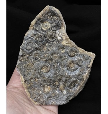 British Lower Lias, Lower Jurassic Ammonite Cluster “Marston Marble" from Marston Magna, Somerset, England (SKU A2443):- Promicroceras marstonese
