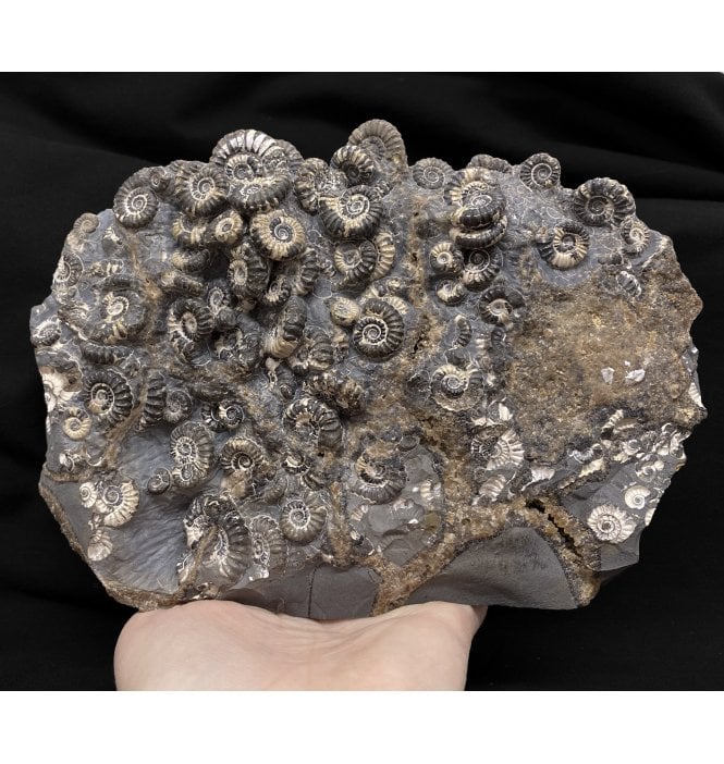 British Lower Lias, Lower Jurassic Ammonite Cluster “Marston Marble" from Marston Magna, Somerset, England (SKU A2448):- Promicroceras marstonese