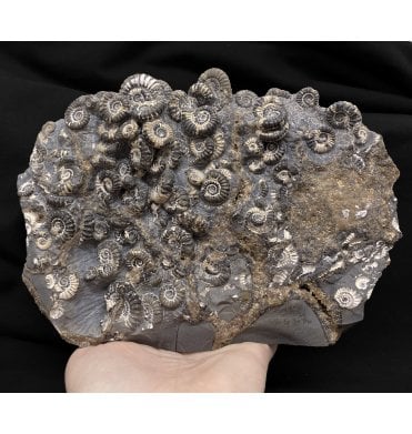 British Lower Lias, Lower Jurassic Ammonite Cluster “Marston Marble" from Marston Magna, Somerset, England (SKU A2448):- Promicroceras marstonese