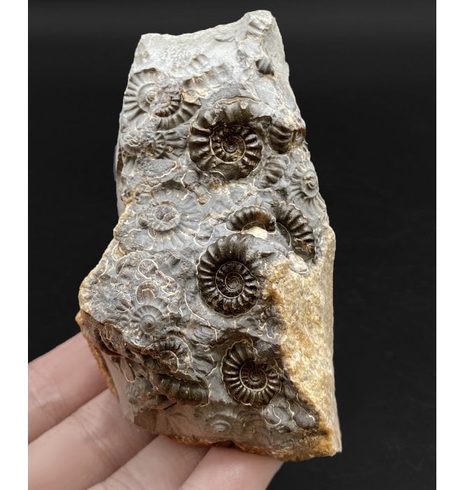 British Lower Lias, Lower Jurassic Ammonite Cluster “Marston Marble" from Marston Magna, Somerset, England (SKU A2900):- Promicroceras marstonese
