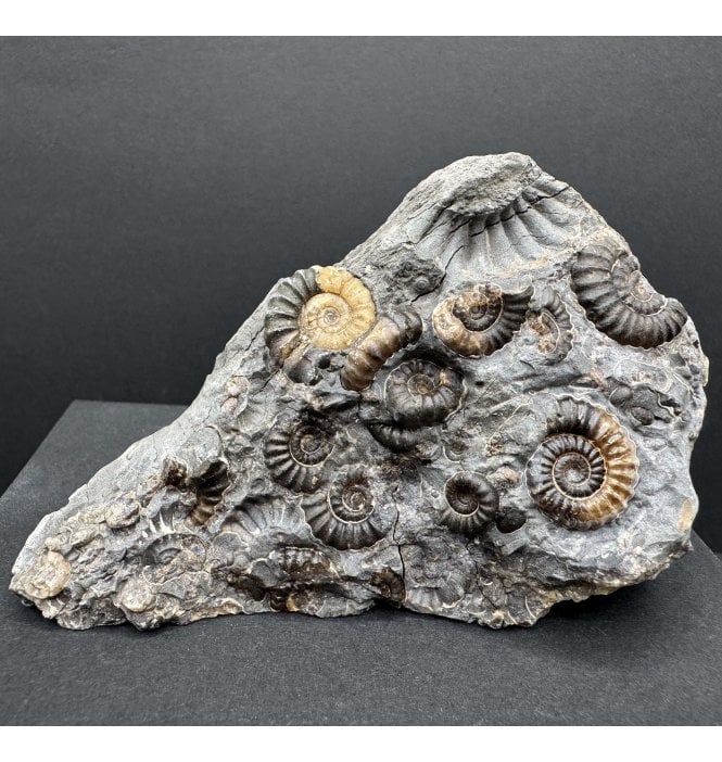 British Lower Lias, Lower Jurassic Ammonite Cluster “Marston Marble" from Marston Magna, Somerset, England (SKU A4189):- Promicroceras marstonese