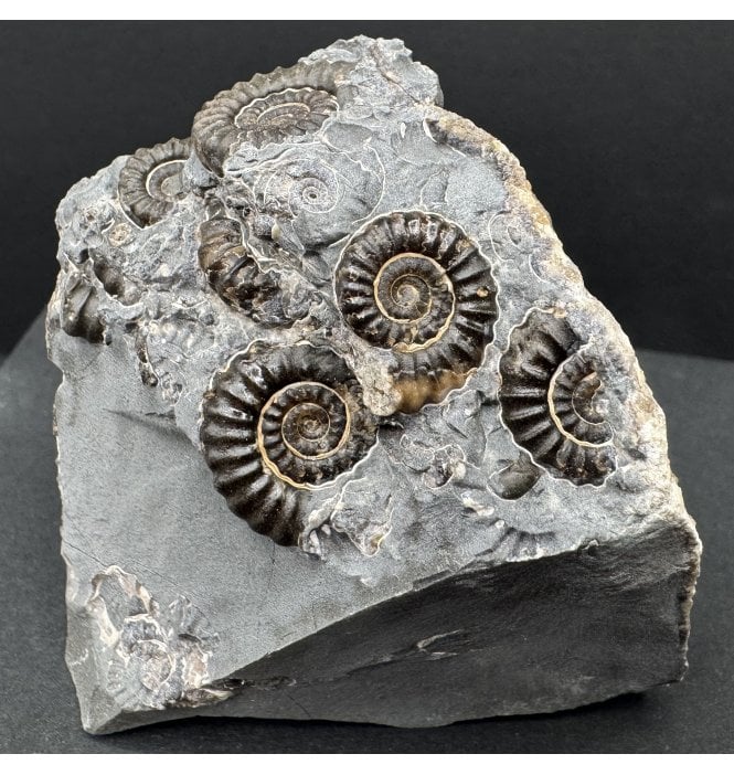 British Lower Lias, Lower Jurassic Ammonite Cluster “Marston Marble" from Marston Magna, Somerset, England (SKU A4191):- Promicroceras marstonese