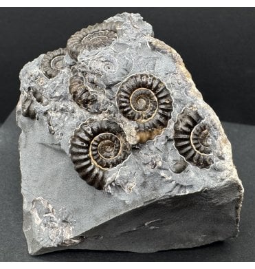 British Lower Lias, Lower Jurassic Ammonite Cluster “Marston Marble" from Marston Magna, Somerset, England (SKU A4191):- Promicroceras marstonese