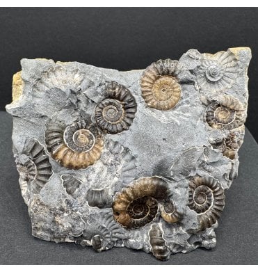 British Lower Lias, Lower Jurassic Ammonite Cluster “Marston Marble" from Marston Magna, Somerset, England (SKU A4192):- Promicroceras marstonese