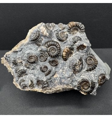 British Lower Lias, Lower Jurassic Ammonite Cluster “Marston Marble" from Marston Magna, Somerset, England (SKU A4202):- Promicroceras marstonese