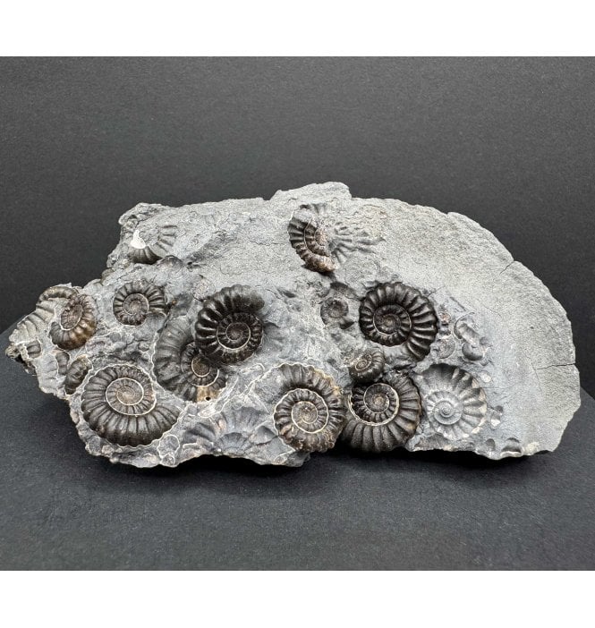 British Lower Lias, Lower Jurassic Ammonite Cluster “Marston Marble" from Marston Magna, Somerset, England (SKU A4211):- Promicroceras marstonese