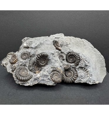 British Lower Lias, Lower Jurassic Ammonite Cluster “Marston Marble" from Marston Magna, Somerset, England (SKU A4211):- Promicroceras marstonese