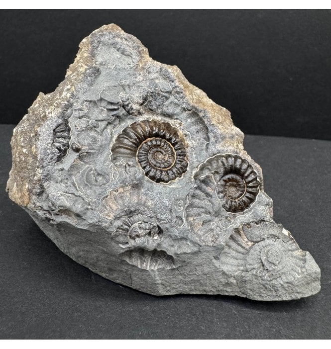 British Lower Lias, Lower Jurassic Ammonite Cluster “Marston Marble" from Marston Magna, Somerset, England (SKU A4212):- Promicroceras marstonese