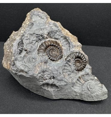 British Lower Lias, Lower Jurassic Ammonite Cluster “Marston Marble" from Marston Magna, Somerset, England (SKU A4212):- Promicroceras marstonese