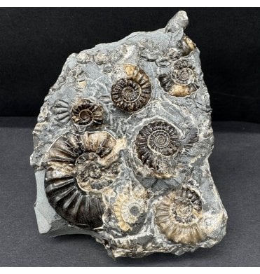 British Lower Lias, Lower Jurassic Ammonite Cluster “Marston Marble" from Marston Magna, Somerset, England (SKU A4480):- Asteroceras smithi and Promicroceras marstonese