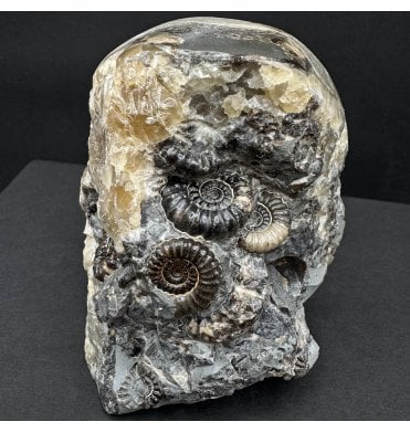 British Lower Lias, Lower Jurassic Ammonite Cluster “Marston Marble" from Marston Magna, Somerset, England (SKU A4484):- Promicroceras marstonese