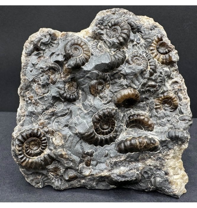 British Lower Lias, Lower Jurassic Ammonite Cluster “Marston Marble" from Marston Magna, Somerset, England (SKU A4485):- Promicroceras marstonese