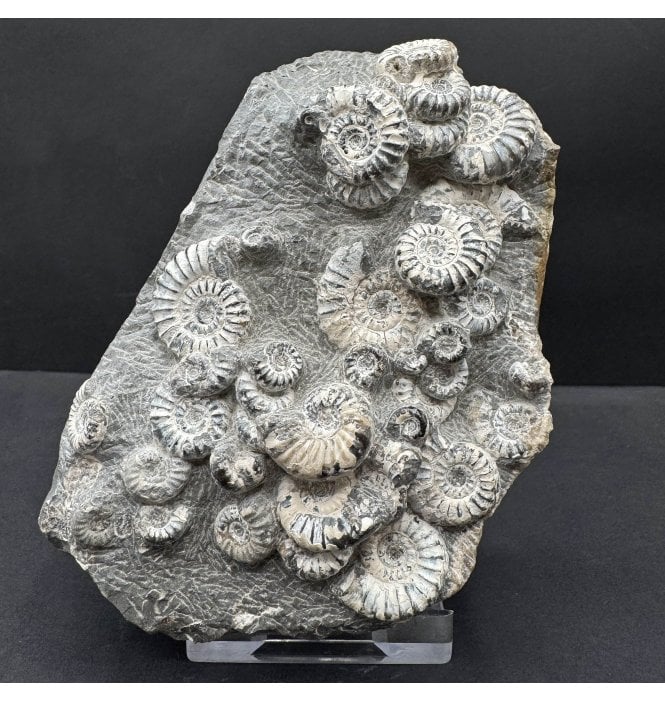 British Lower Lias, Lower Jurassic Ammonite Cluster ‘Marston Marble’ from Marston Magna, Somerset, England (SKU A4678):- Promicroceras marstonese