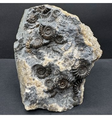 British Lower Lias, Lower Jurassic Ammonite Cluster “Marston Marble" from Marston Magna, Somerset, England (SKU A4685):- Promicroceras marstonese