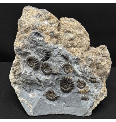 British Lower Lias, Lower Jurassic Ammonite Cluster “Marston Marble" from Marston Magna, Somerset, England (SKU A4819):- Promicroceras marstonese