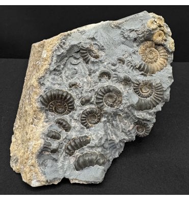 British Lower Lias, Lower Jurassic Ammonite Cluster “Marston Marble" from Marston Magna, Somerset, England (SKU A4820):- Promicroceras marstonese