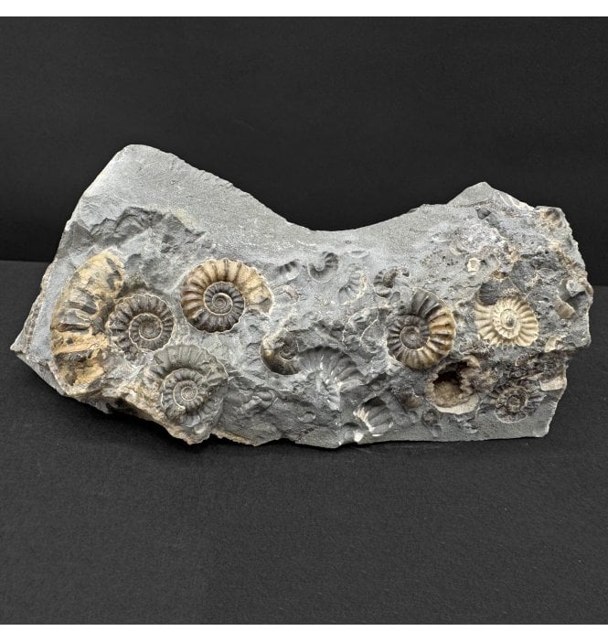 British Lower Lias, Lower Jurassic Ammonite Cluster “Marston Marble" from Marston Magna, Somerset, England (SKU A4821):- Promicroceras marstonese
