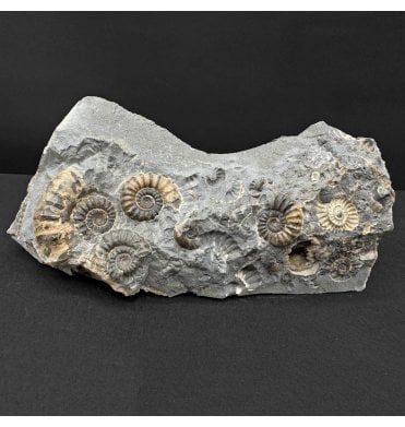 British Lower Lias, Lower Jurassic Ammonite Cluster “Marston Marble" from Marston Magna, Somerset, England (SKU A4821):- Promicroceras marstonese