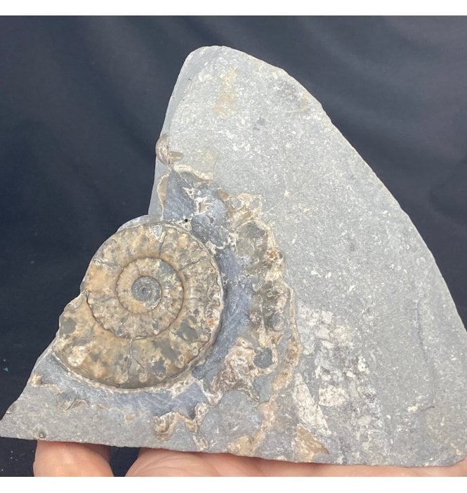 British Lower Lias, Lower Jurassic Ammonite from Charmouth, Dorset, England (SKU A1356):- Microderoceras birchi