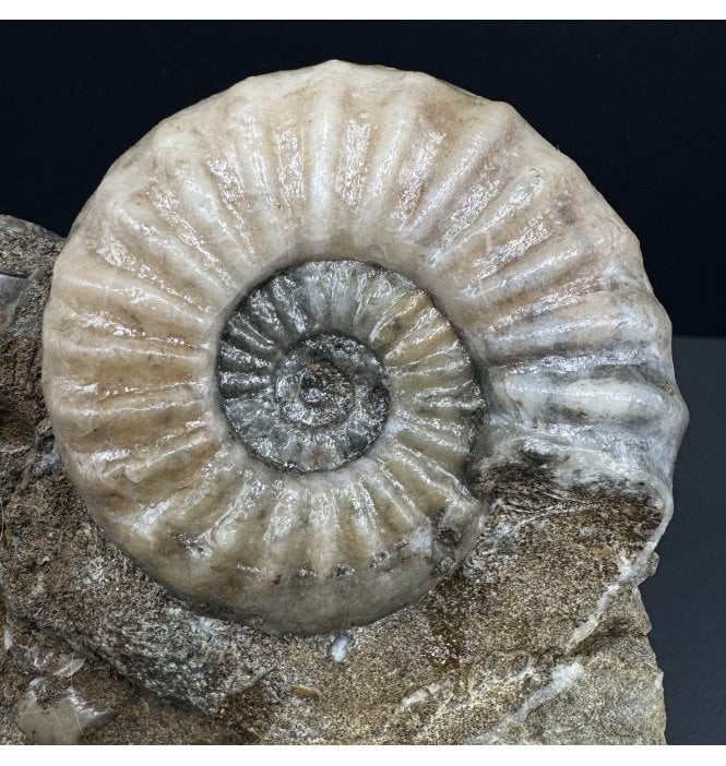 British Lower Lias, Lower Jurassic Ammonite from Scunthorpe, England (SKU A3720):- Aegasteroceras saggitarium