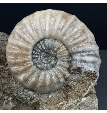 British Lower Lias, Lower Jurassic Ammonite from Scunthorpe, England (SKU A3720):- Aegasteroceras saggitarium