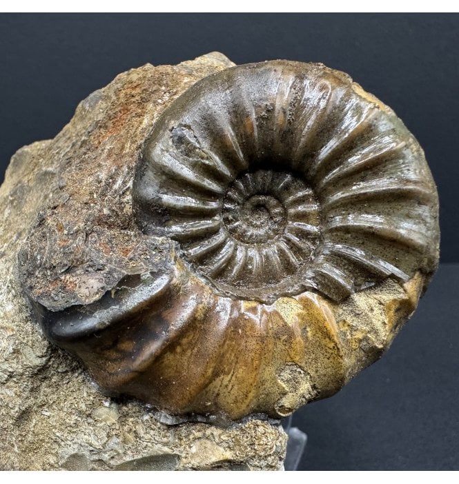 British Lower Lias, Lower Jurassic Ammonite from Scunthorpe, England (SKU A3722):- Aegasteroceras saggitarium