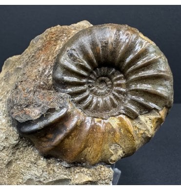 British Lower Lias, Lower Jurassic Ammonite from Scunthorpe, England (SKU A3722):- Aegasteroceras saggitarium