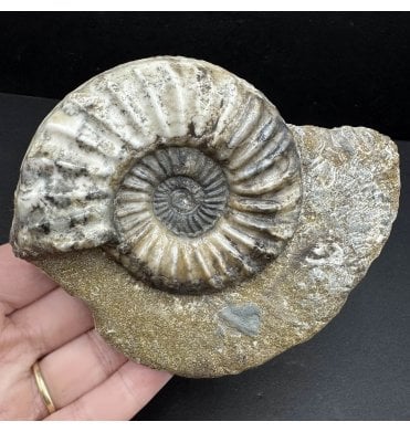British Lower Lias, Lower Jurassic Ammonite from Scunthorpe, England (SKU A3949):- Aegasteroceras saggitarium