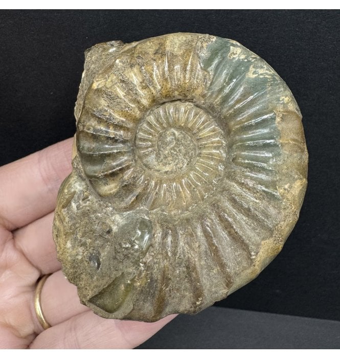 British Lower Lias, Lower Jurassic Ammonite from Scunthorpe, England (SKU A4194):- Aegasteroceras saggitarium