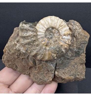 British Lower Lias, Lower Jurassic Ammonite from Scunthorpe, England (SKU A4195):- Aegasteroceras saggitarium