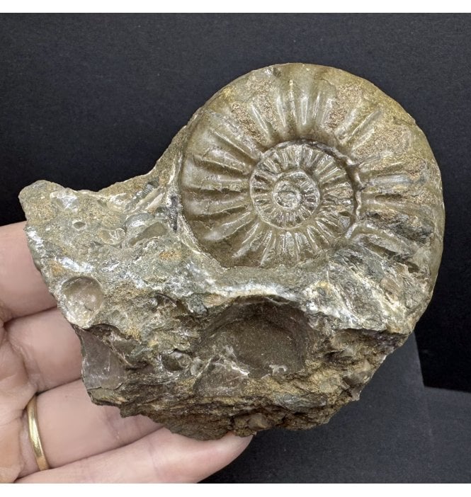British Lower Lias, Lower Jurassic Ammonite from Scunthorpe, England (SKU A4196):- Aegasteroceras saggitarium
