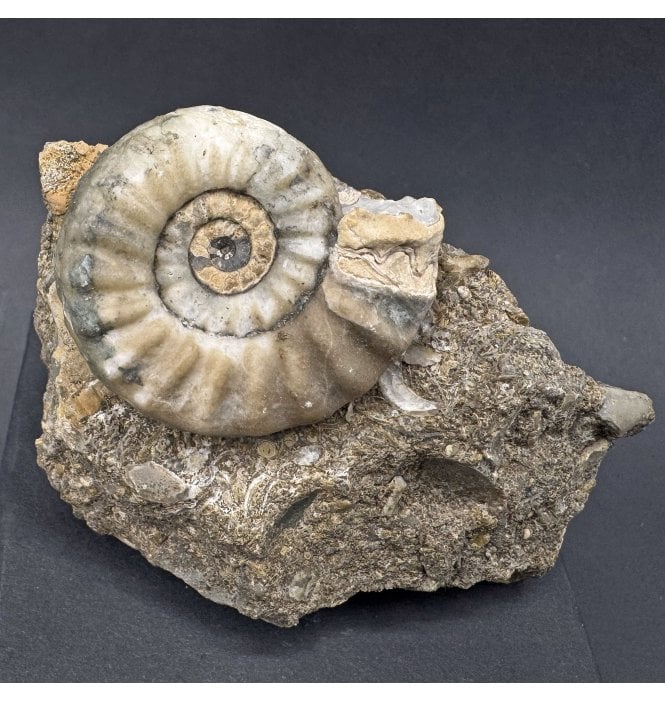 British Lower Lias, Lower Jurassic Ammonite from Scunthorpe, England (SKU A4263):- Aegasteroceras saggitarium
