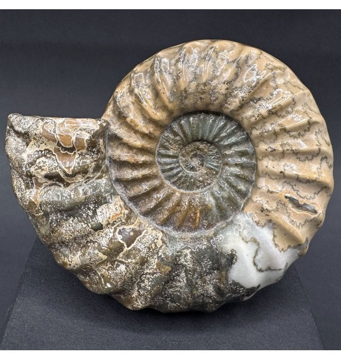 British Lower Lias, Lower Jurassic Ammonite from Scunthorpe, England (SKU A4273):- Aegasteroceras saggitarium