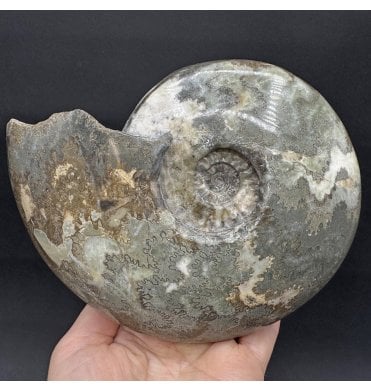 British Lower Lias, Lower Jurassic Ammonite from Scunthorpe, England (SKU A4275):- Eparietites cf. impendens