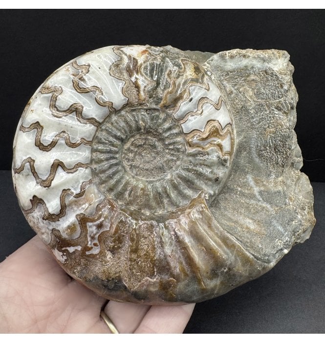British Lower Lias, Lower Jurassic Ammonite from Scunthorpe, England (SKU A4620):- Aegasteroceras saggitarium