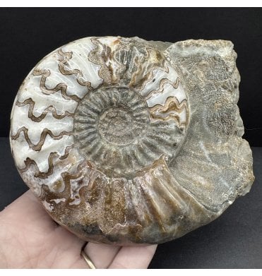 British Lower Lias, Lower Jurassic Ammonite from Scunthorpe, England (SKU A4620):- Aegasteroceras saggitarium