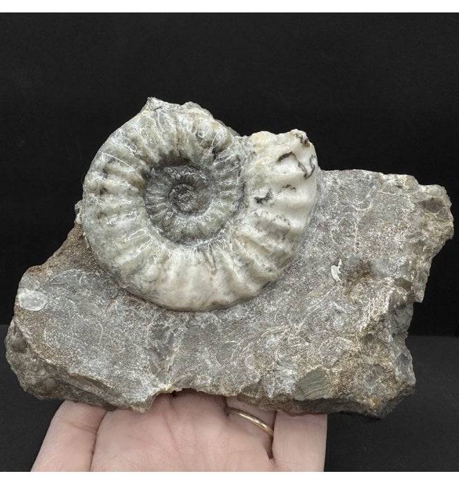 British Lower Lias, Lower Jurassic Ammonite from Scunthorpe, England (SKU A4709):- Aegasteroceras saggitarium