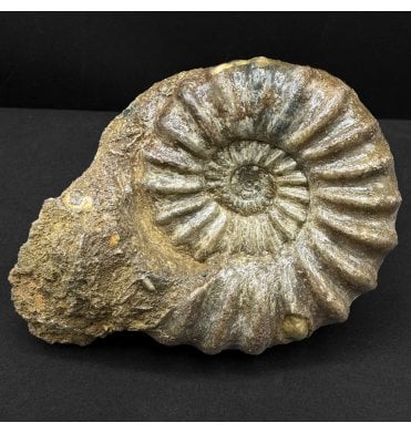 British Lower Lias, Lower Jurassic Ammonite from Scunthorpe, England (SKU A4837):- Aegasteroceras saggitarium