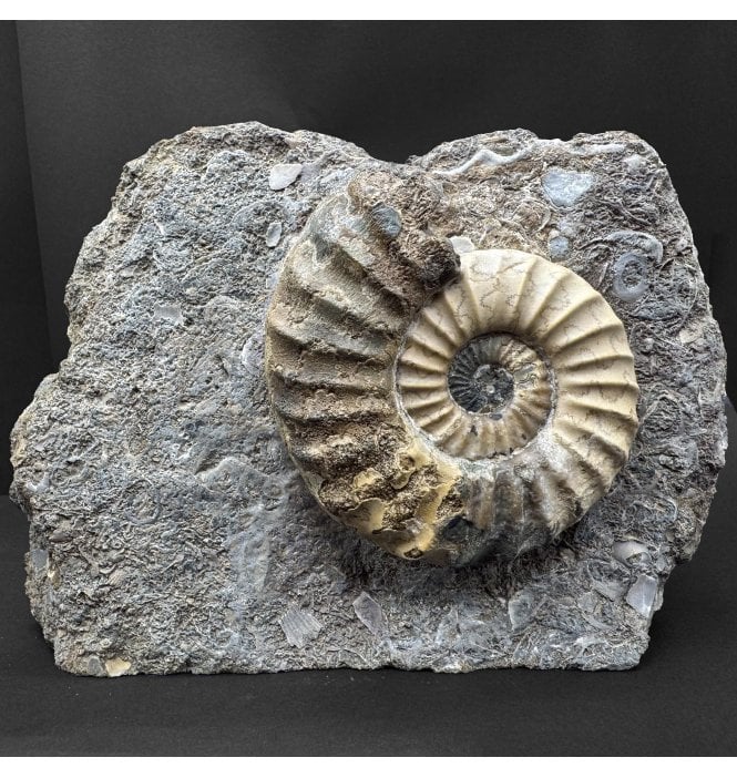 British Lower Lias, Lower Jurassic Ammonite from Scunthorpe, England (SKU A5099):- Aegasteroceras saggitarium
