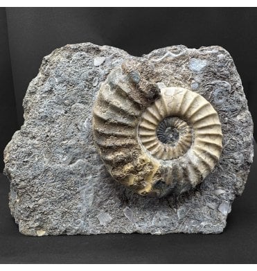 British Lower Lias, Lower Jurassic Ammonite from Scunthorpe, England (SKU A5099):- Aegasteroceras saggitarium
